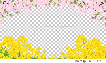 Rape blossoms and cherry blossoms Rape blossoms and cherry blossoms 61503450
