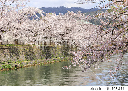 京都・春・満開の桜・琵琶湖疎水（岡崎公園南側） 61503851
