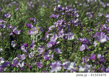 Malva sylvestris is a species of the mallow in the family of Malvaceae 61503876