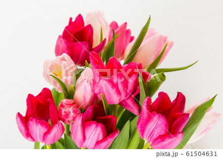 Fresh spring tulips on white Fresh spring tulips on white 61504631