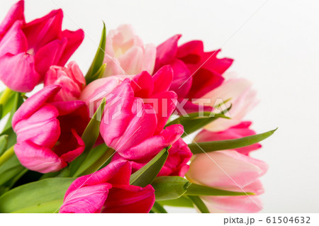 Fresh spring tulips on white Fresh spring tulips on white 61504632