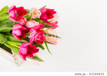 Fresh spring tulips on white 61504633