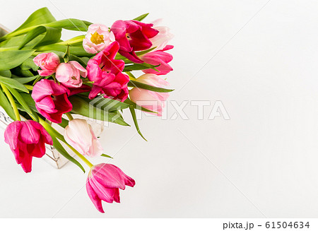 Fresh spring tulips on white Fresh spring tulips on white 61504634