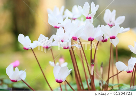 シクラメンの花 61504722