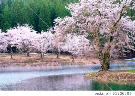 中子池の桜 61506509