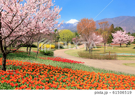 チュウリップ畑と北アルプス・常念岳 61506519