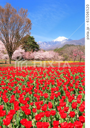 チュウリップ畑と北アルプス・常念岳 チュウリップ畑と北アルプス・常念岳 61506520