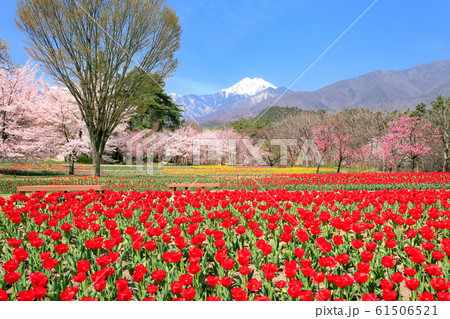 チュウリップ畑と北アルプス・常念岳 61506521