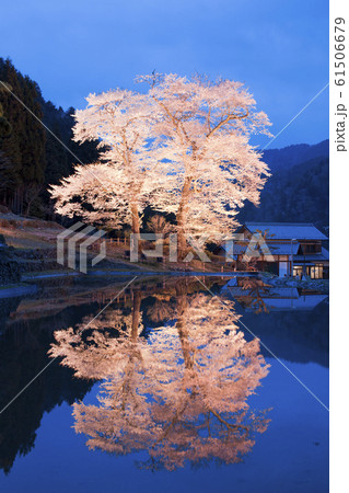 岐阜県下呂市 苗代桜のライトアップの写真素材