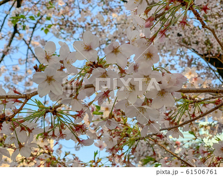 桜 61506761
