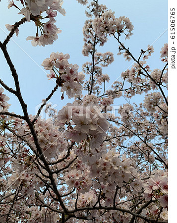 桜 桜 61506765