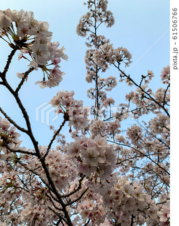 桜 61506766