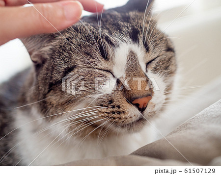 頭を撫でられる猫の写真素材