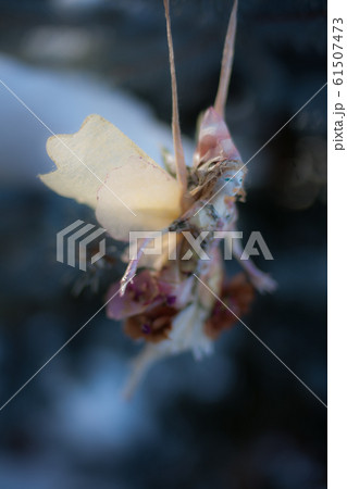 花の妖精 花の妖精 61507473