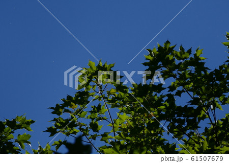 快晴の空と緑のカエデの写真素材