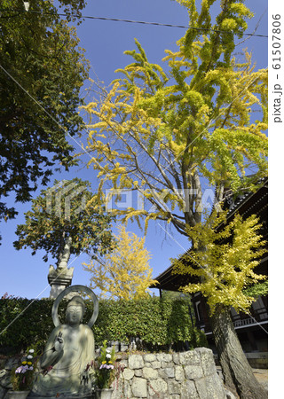 くろ谷　金戒光明寺　大銀杏の黄葉 61507806