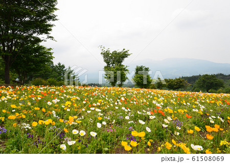 那須フラワーワールド　2019-6-2　　＃18 61508069