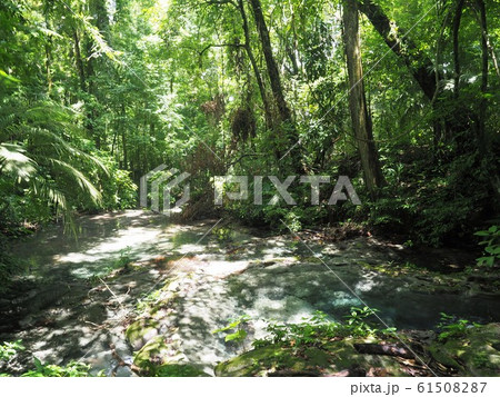 ＜メキシコ＞パレンケ国立公園の自然 61508287