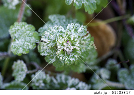 葉っぱ（ホトケノザ）に付いた霜柱の模様が面白い 61508317