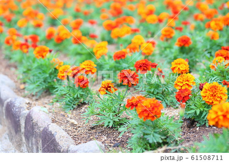 マリーゴールドの花の写真素材