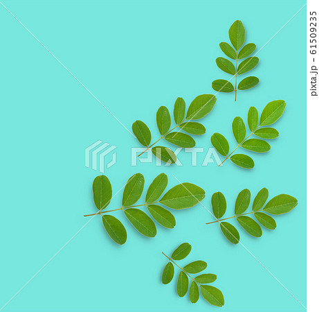 Horse radish tree on a background 61509235