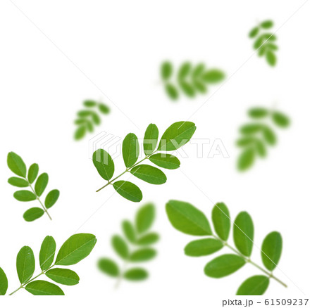Horse radish tree on white background 61509237