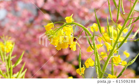 河津桜と菜の花0548 61509288