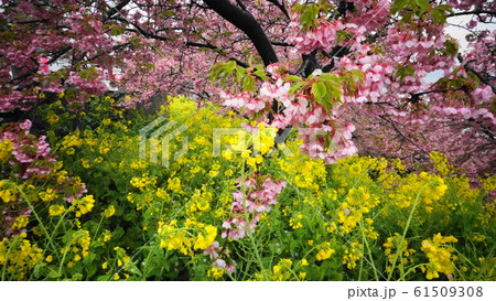 河津桜と菜の花0346 61509308