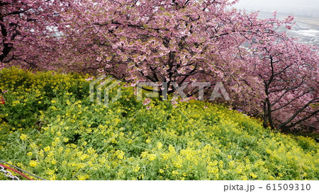 河津桜と菜の花0313 61509310