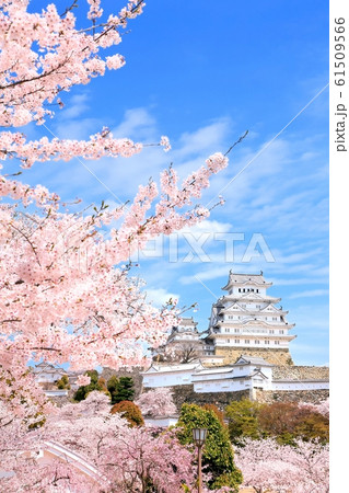姫路城と桜 姫路城と桜 61509566