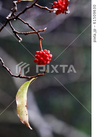 サネカズラ 61509630