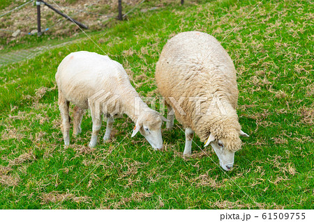 Baby Sheep eating green glass Baby Sheep eating green glass 61509755
