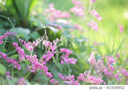 Maxican creeper pink flower background Maxican creeper pink flower background 61509982