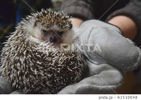 ちょっと不機嫌なハリネズミ ちょっと不機嫌なハリネズミ 61510048