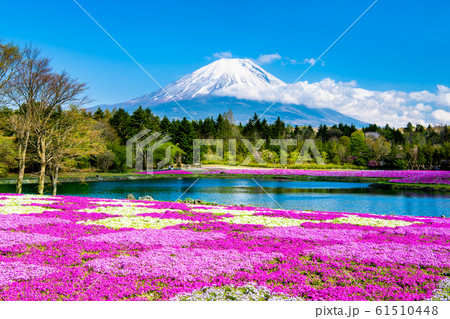 山梨県　富士山と芝桜 （富士芝桜まつり） 61510448