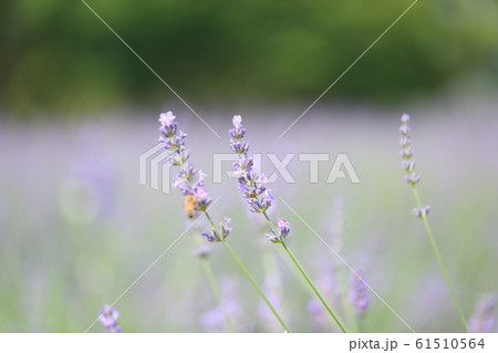 ラベンダーの花 ラベンダーの花 61510564