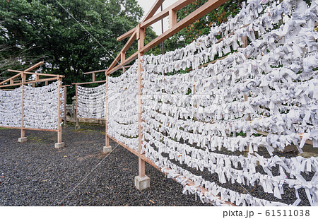 Saga, Japan - Nov. 12, 2018: Japanese random fortune telling paper (Omikuji) folded and tied on rope wires (Omikuji kake) in traditional temple, concept of bringing blessing. Saga, Japan - Nov. 12, 2018: Japanese random fortune telling paper (Omikuji) folded and tied on rope wires (Omikuji kake) in traditional temple, concept of bringing blessing. 61511038
