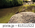 甲羅干しする亀 61511522