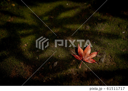 紅葉 61511717