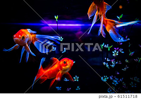 金魚 61511718