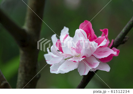 台湾 さくら祭 咲いた 61512234