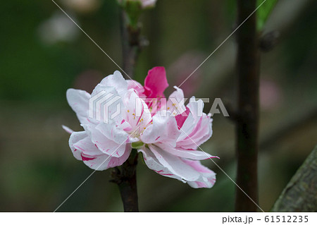 台湾 さくら祭 咲いた 61512235