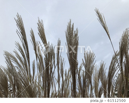 Grass on a Danish beach, wind Grass on a Danish beach, wind 61512500