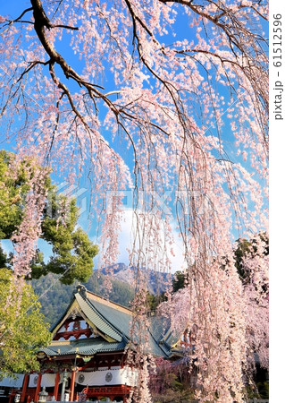 身延山久遠寺の枝垂桜 61512596