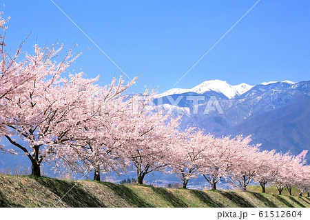 桜並木と中央アルプス 61512604