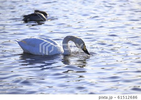 湖面で泳ぐ白鳥　　 61512686