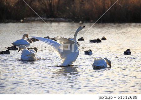湖面で泳ぐ白鳥 湖面で泳ぐ白鳥 61512689
