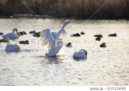 湖面で泳ぐ白鳥 湖面で泳ぐ白鳥 61512690
