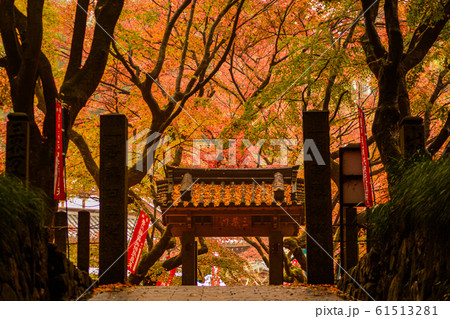 紅葉の参道 紅葉の参道 61513281