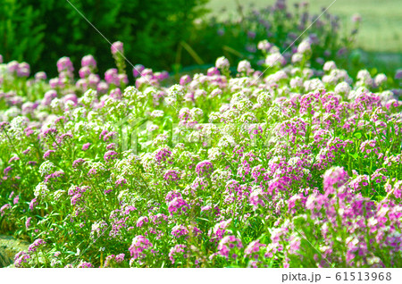 野の花畑 61513968